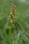 Coeloglossum viride, Orchis grenouille
