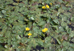 Nymphoides peltata, Petit nénuphar