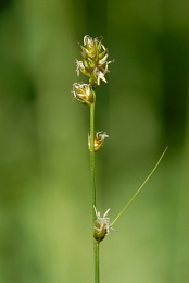Carex pairae, Laiche de Paira