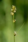 Carex pairae, Laiche de Paira