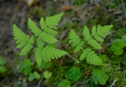 Gymnocarpium dryopteris, Gymnocarpium dryoptéris