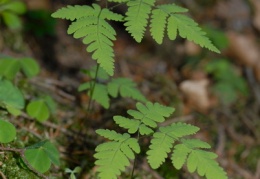 Gymnocarpium dryopteris, Gymnocarpium dryoptéris