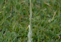 Tephroseris integrifolia, Tephroséris à feuilles entières