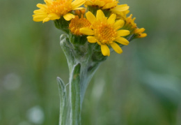 Tephroseris integrifolia, Tephroséris à feuilles entières