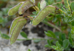 Cytisus decumbens, Cytise rampant