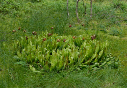 Sarracenia purpurea, Sarracénie pourpre