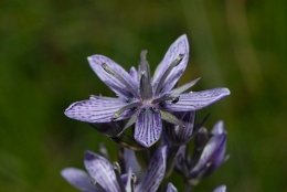 Swertia perennis, Swertie vivace