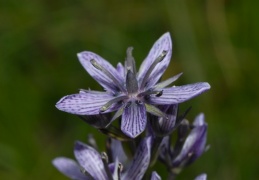 Photographies de la flore Jurassienne