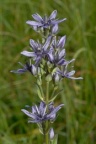 Swertia perennis, Swertie vivace