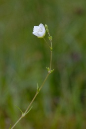 Sagina nodosa, Sagine noueuse