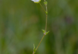 Sagina nodosa, Sagine noueuse