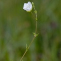 20090727_184432_cortebert.jpg