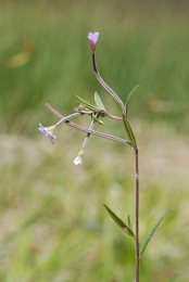 Epilobium palustre, Épilobe des marais