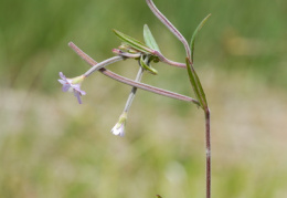 Epilobium palustre, Épilobe des marais