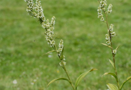 Veratrum album, Vératre blanc