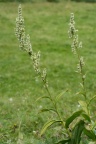 Veratrum album, Vératre blanc