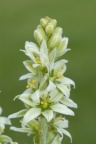 Veratrum album, Vératre blanc