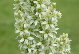 Veratrum album, Vératre blanc