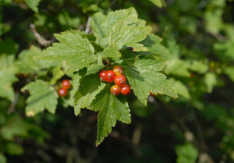 Ribes alpinum, Groseiller des Alpes