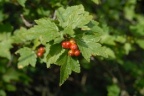 Ribes alpinum, Groseiller des Alpes