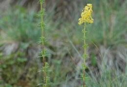 Galium verum, Gaillet jaune