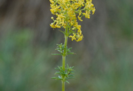 Galium verum, Gaillet jaune