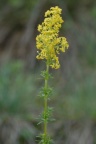 Galium verum, Gaillet jaune