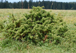 Juniperus communis subsp. alpina, Genévrier des Alpes