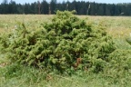 Juniperus communis subsp. alpina, Genévrier des Alpes