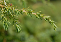 Juniperus communis subsp. alpina, Genévrier des Alpes