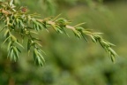 Juniperus communis subsp. alpina, Genévrier des Alpes