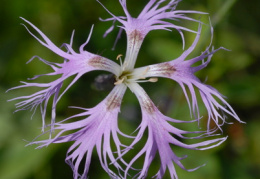 Dianthus superbus, Oeillet superbe