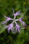 Dianthus superbus, Oeillet superbe