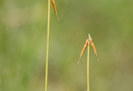 Carex pauciflora, Laiche pauciflore