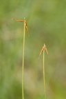 Carex pauciflora, Laiche pauciflore