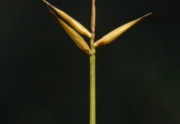 Carex pauciflora, Laiche pauciflore