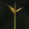 20090729_143603_saignelegier.jpg