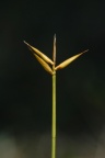 Carex pauciflora, Laiche pauciflore