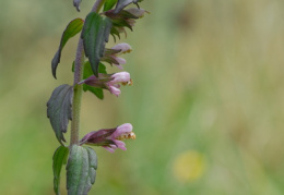 Odontites vulgaris, Odontitès tardif