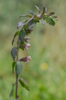 Odontites vulgaris, Odontitès tardif