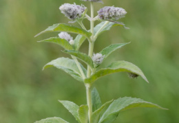 Mentha longifolia, Menthe à longues feuilles