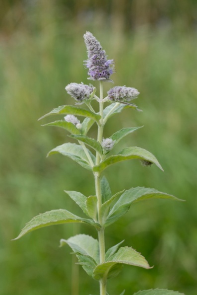 20090731_155602_lajoux.jpg