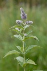 Mentha longifolia, Menthe à longues feuilles