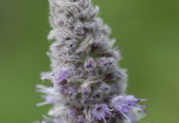 Mentha longifolia, Menthe à longues feuilles