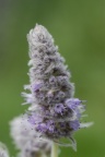 Mentha longifolia, Menthe à longues feuilles