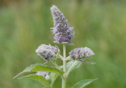 Mentha longifolia, Menthe à longues feuilles