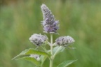 Mentha longifolia, Menthe à longues feuilles