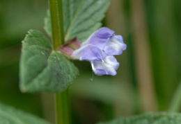 Scutellaria galericulata, Scutellaire à casque