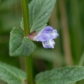 20090731_160310_lajoux.jpg