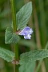 Scutellaria galericulata, Scutellaire à casque